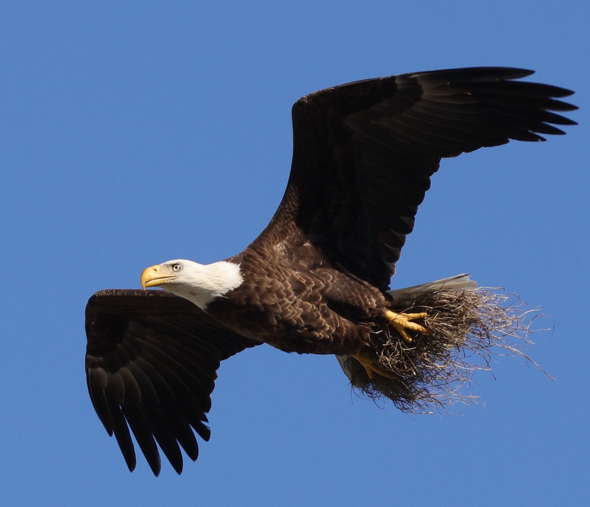 Bald eagles adding to nest in the Village of Fenney