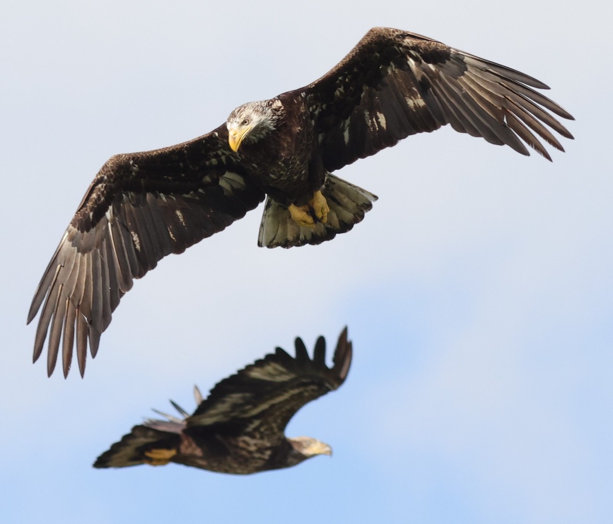 Bald eagles fishing behind Everglades Recreation Complex