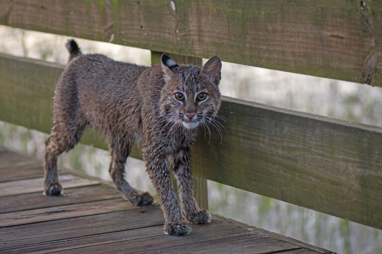 Bobcat spotted at Sharon Rose Wiechens Preserve
