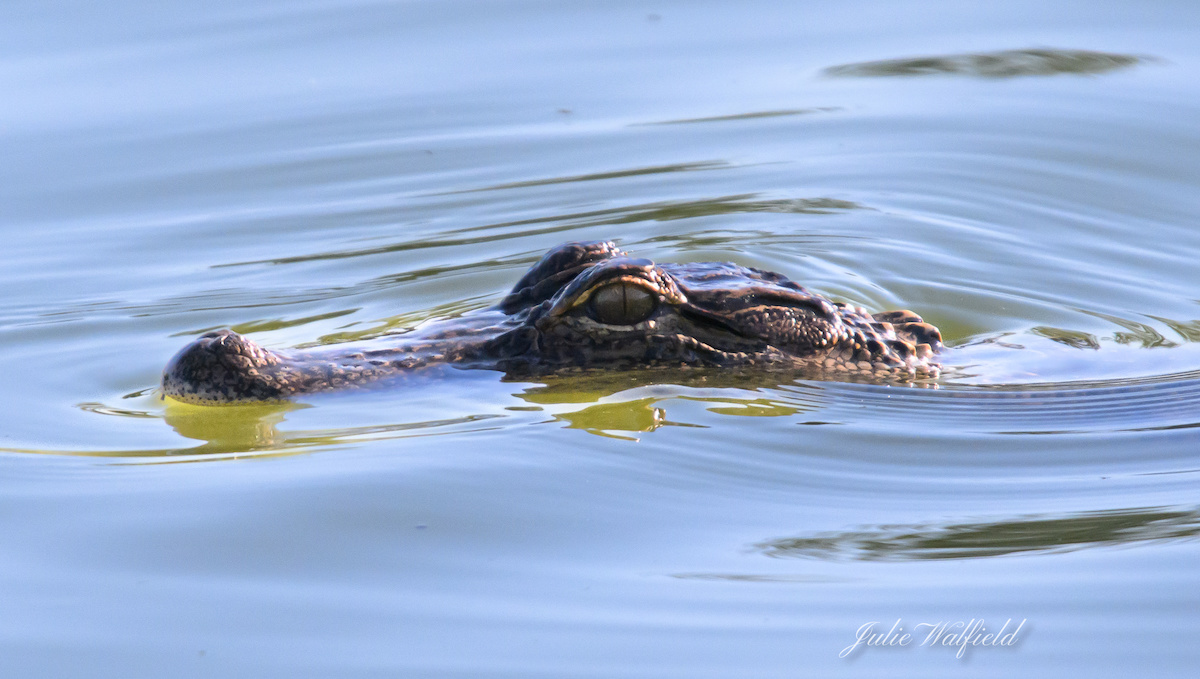 Bright-eyed alligator swimming across pond in The Villages