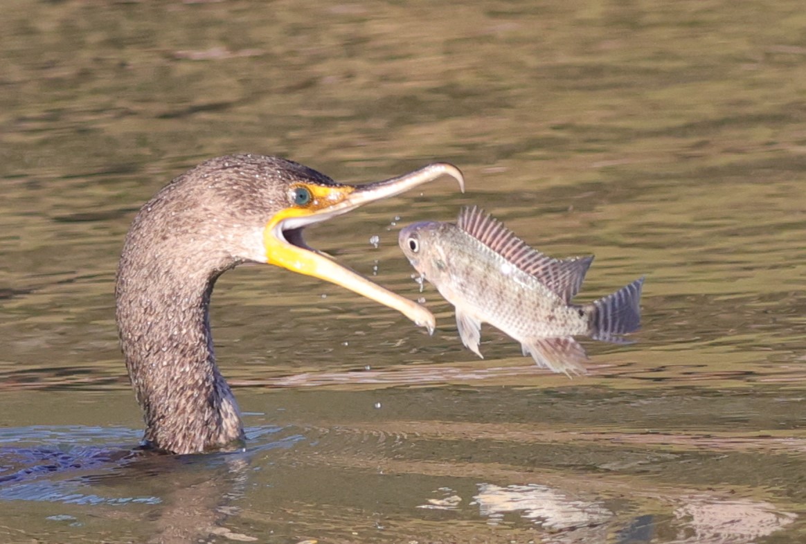 Cormorant snatching lunch at Everglades Recreation Complex