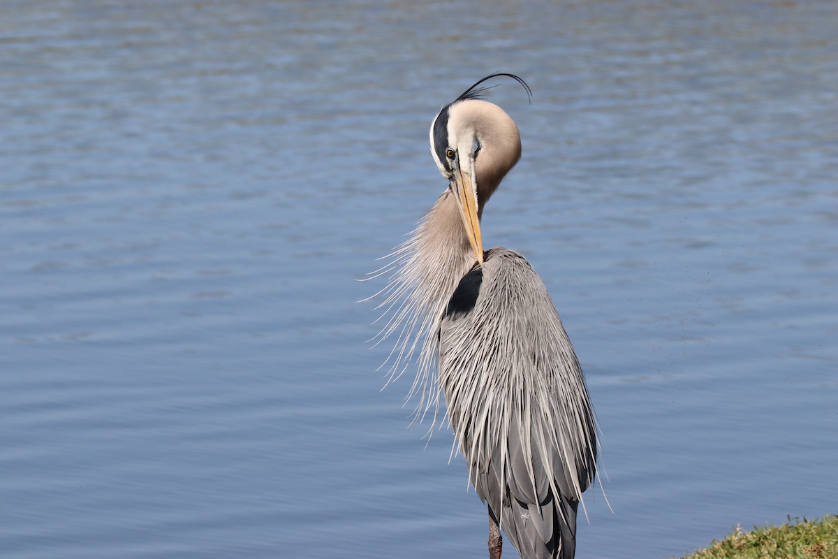 Great blue heron enjoying Belle Glade Country Club