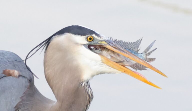 Great blue heron with dinner guest at Everglades Recreation Complex