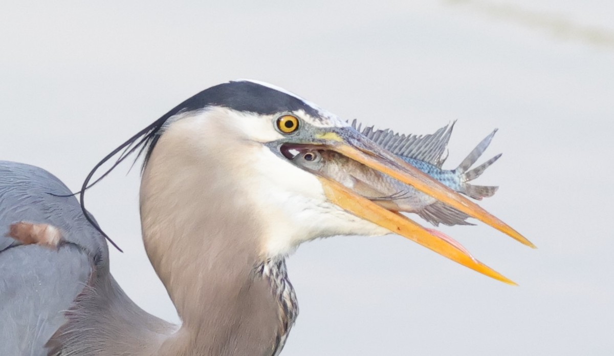 Great blue heron with dinner guest at Everglades Recreation Complex