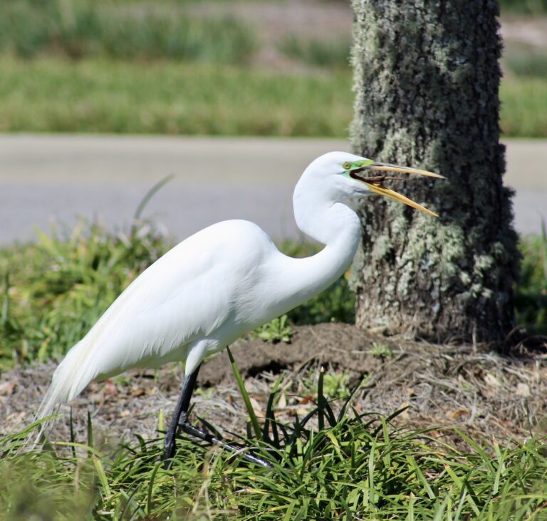 Great egret enjoying a snack on the Marsh Bend Trail