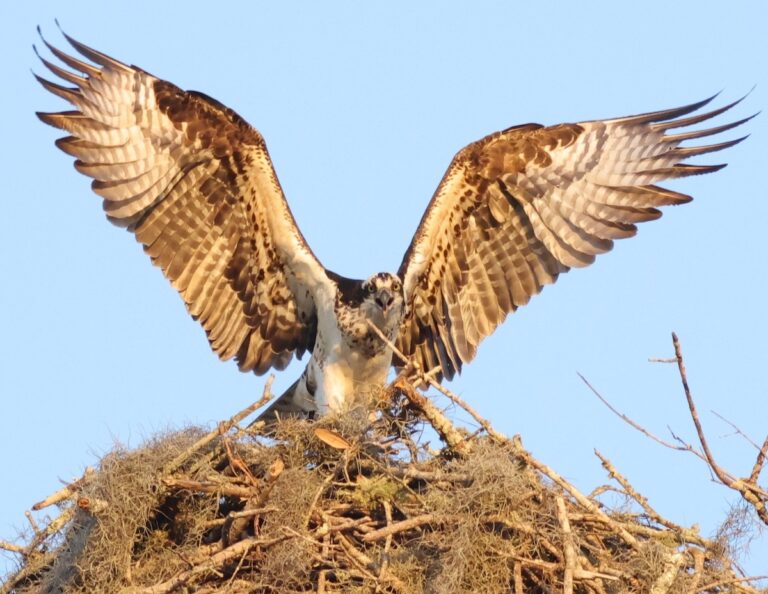 Osprey completes nest in the Village of St. Johns