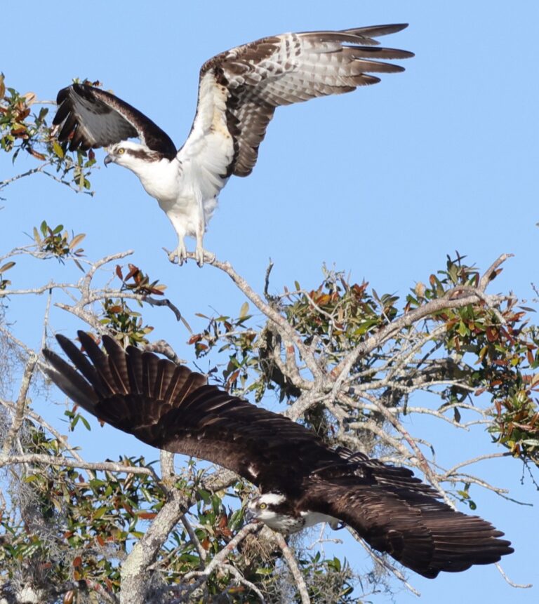 Pair of ospreys spreading wings over the Village of St. Johns