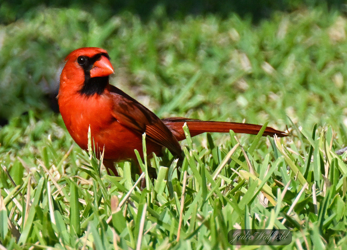 Red cardinal posing for Valentine's Day in the Village of Bradford