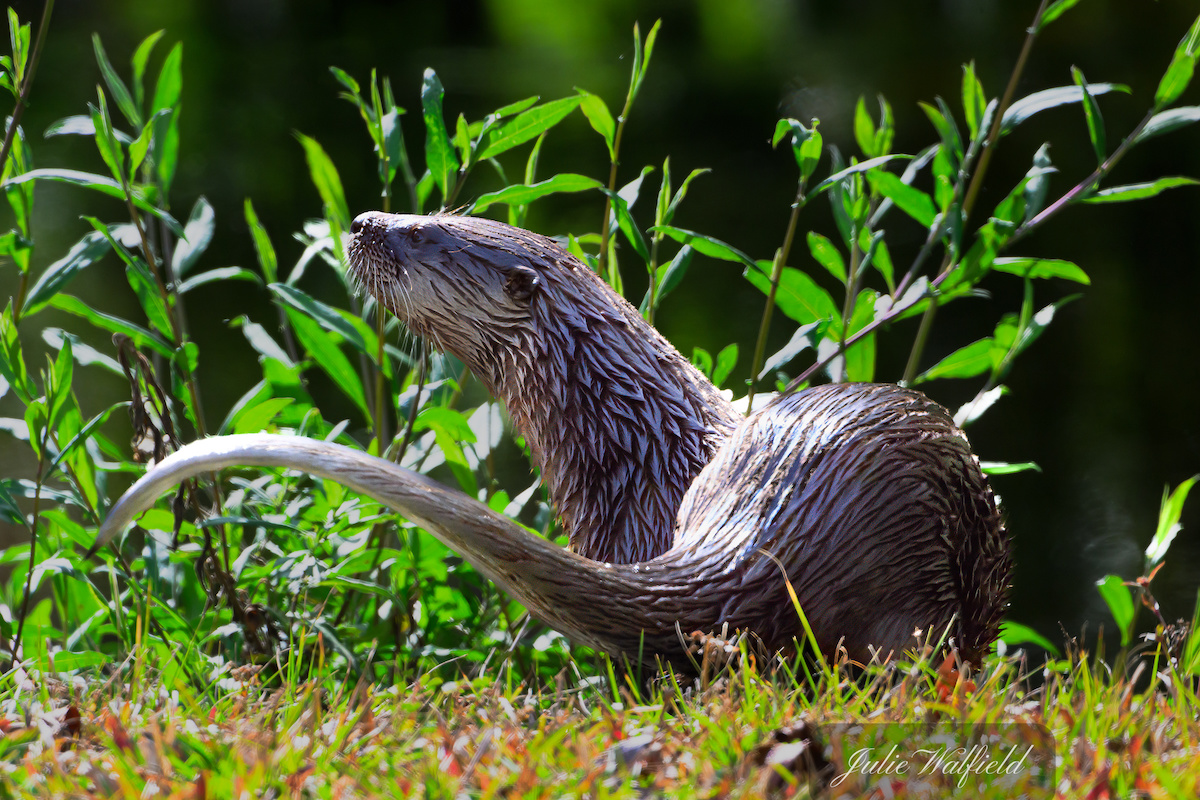 River otter playing in the Village of Fenney