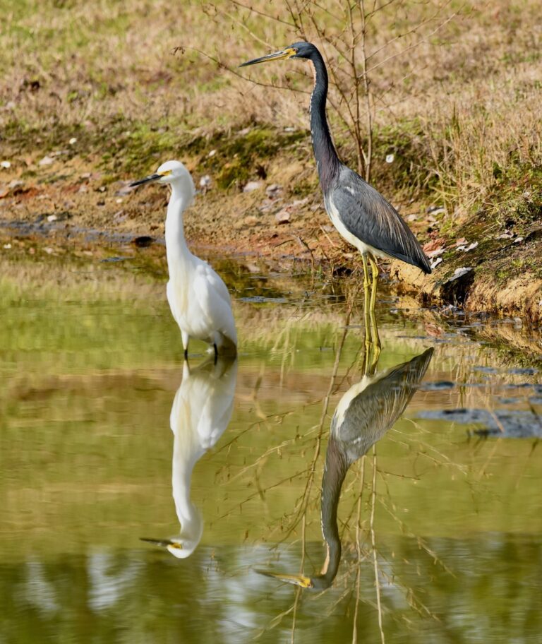 Snowy egret and tricolored heron in the Village of Collier