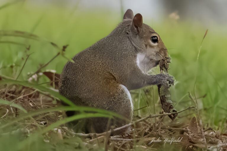 Adorable eastern gray squirrel spotted practicing perfect tooth care in the Village of DeLuna