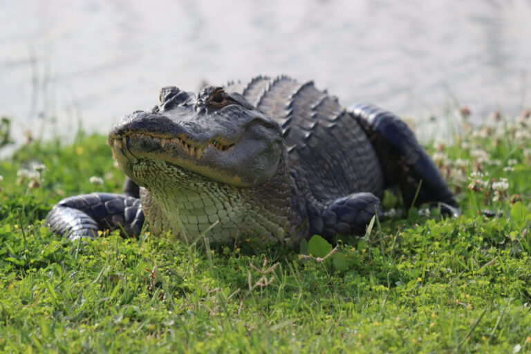 Alligator basking in the warm sun in The Villages