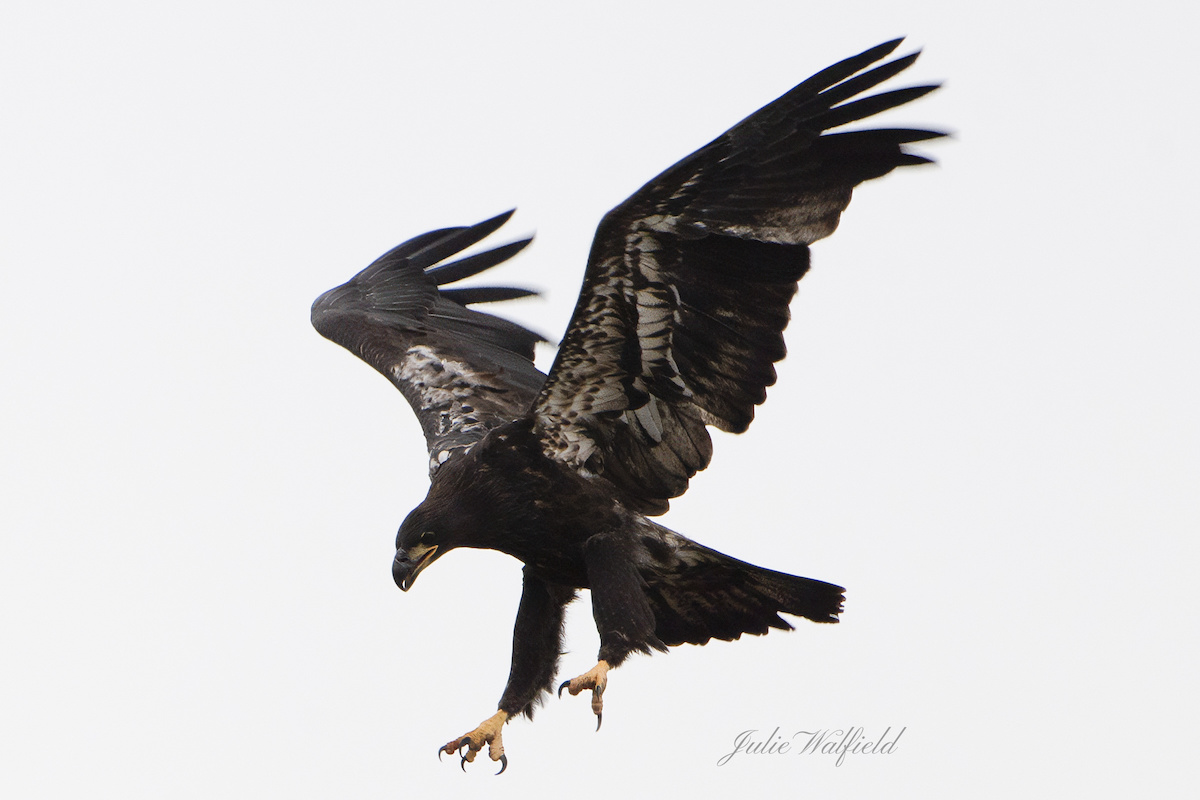 American bald eaglet landing at Briarwood Executive Golf Course