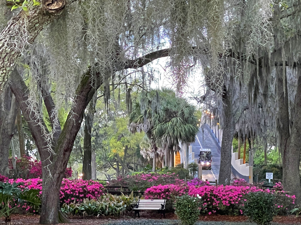 Azaleas blooming at Paradise Park in The Villages