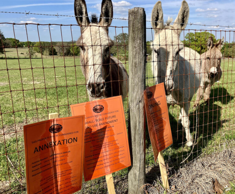 Donkeys at the Caudill property pose by orange public notice signs posted by the Town of Lady Lake.