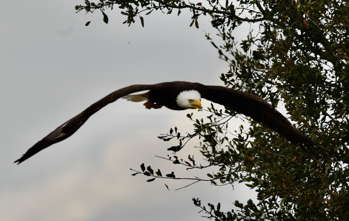 Eagle in flight in the Village of Collier