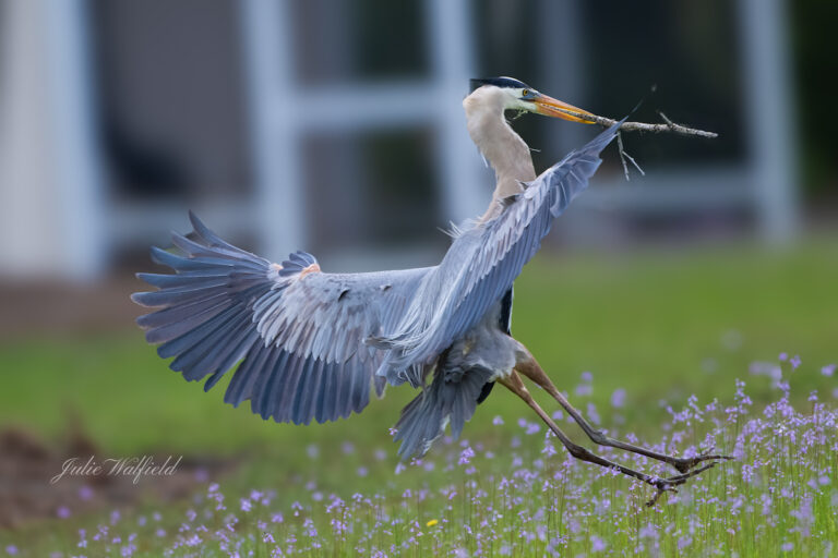 Great blue heron hitting the brakes in the Village of Richmond