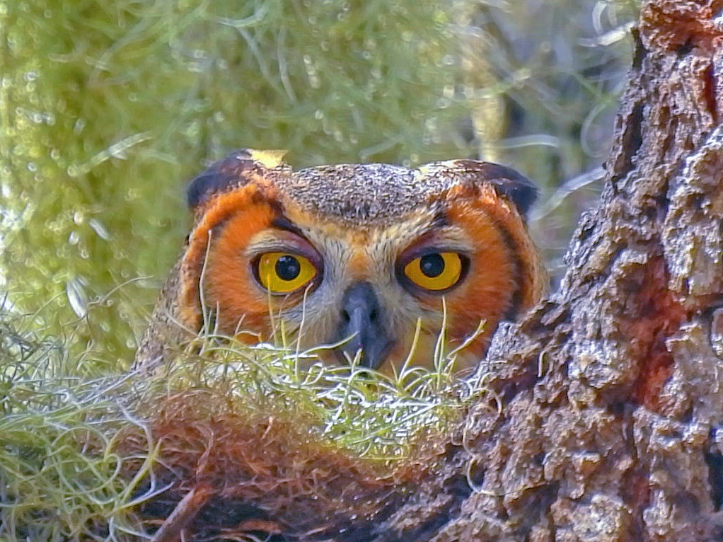 Great horned owl sitting on eggs at Briarwood Executive Golf Course