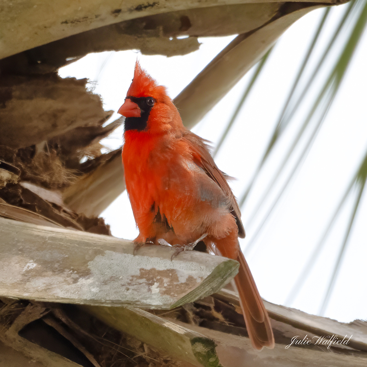 Northern cardinal staying dry in the Village of Charlotte