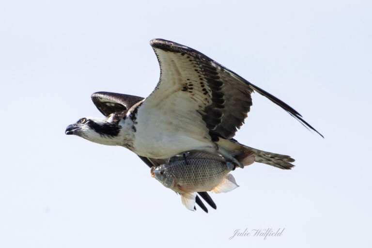 Osprey hunting for fish near Lake Okahumpka