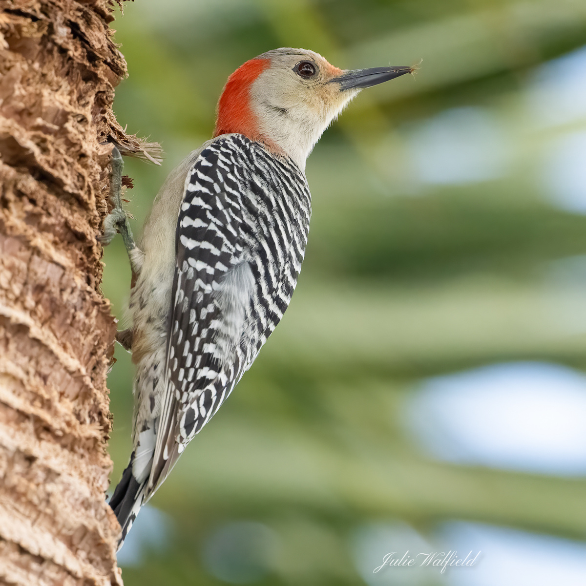 Red bellied woodpecker storing nuts in The Villages