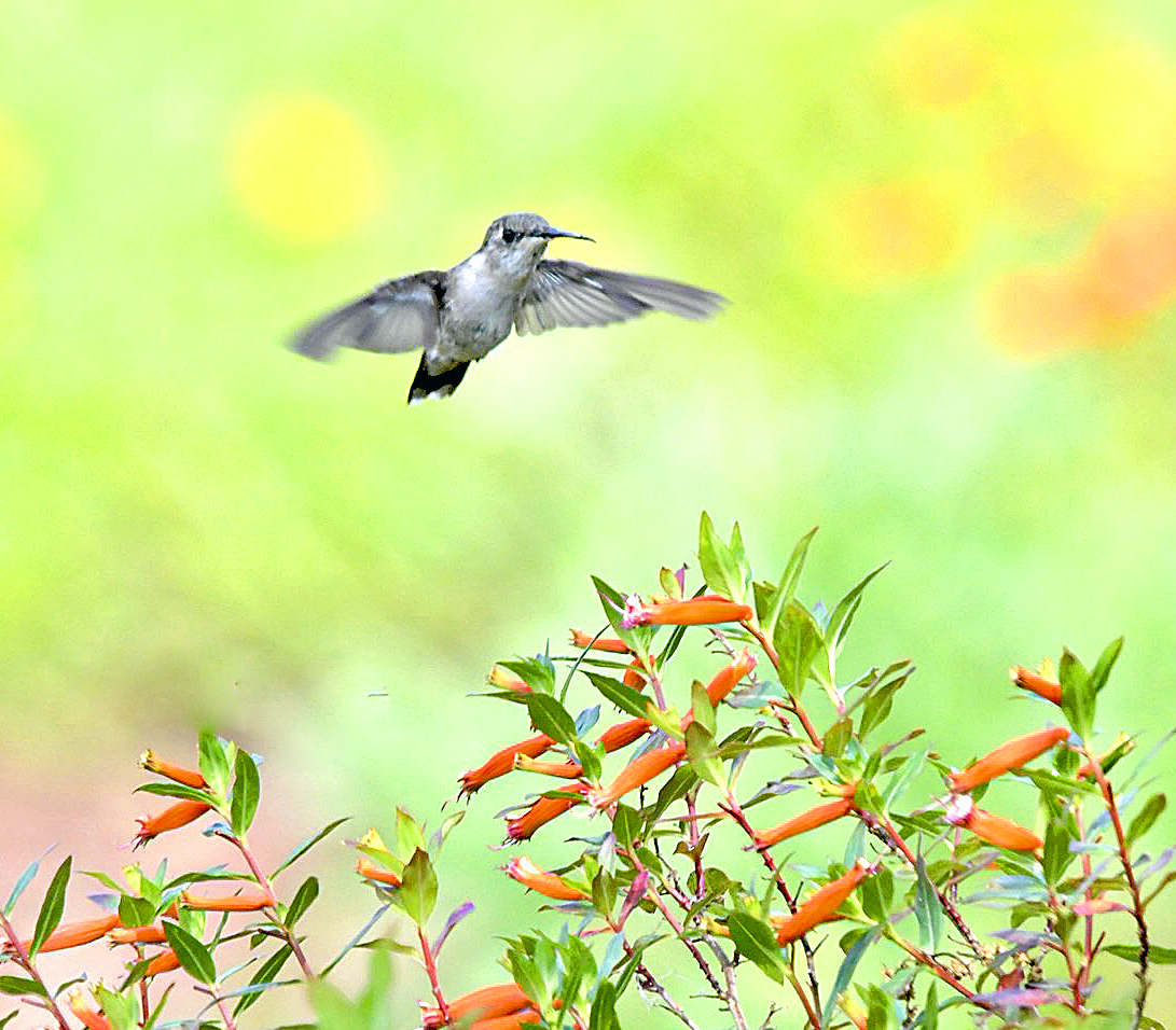 Ruby-throated hummingbird at Butterfly Garden at the Lake Deaton United Methodist Church