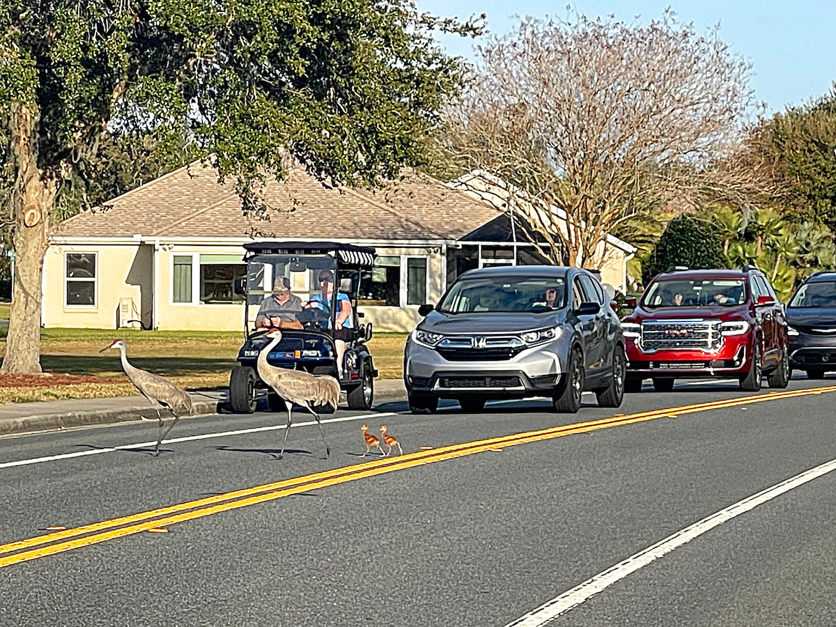 Sandhill crane family crossing street in The Villages