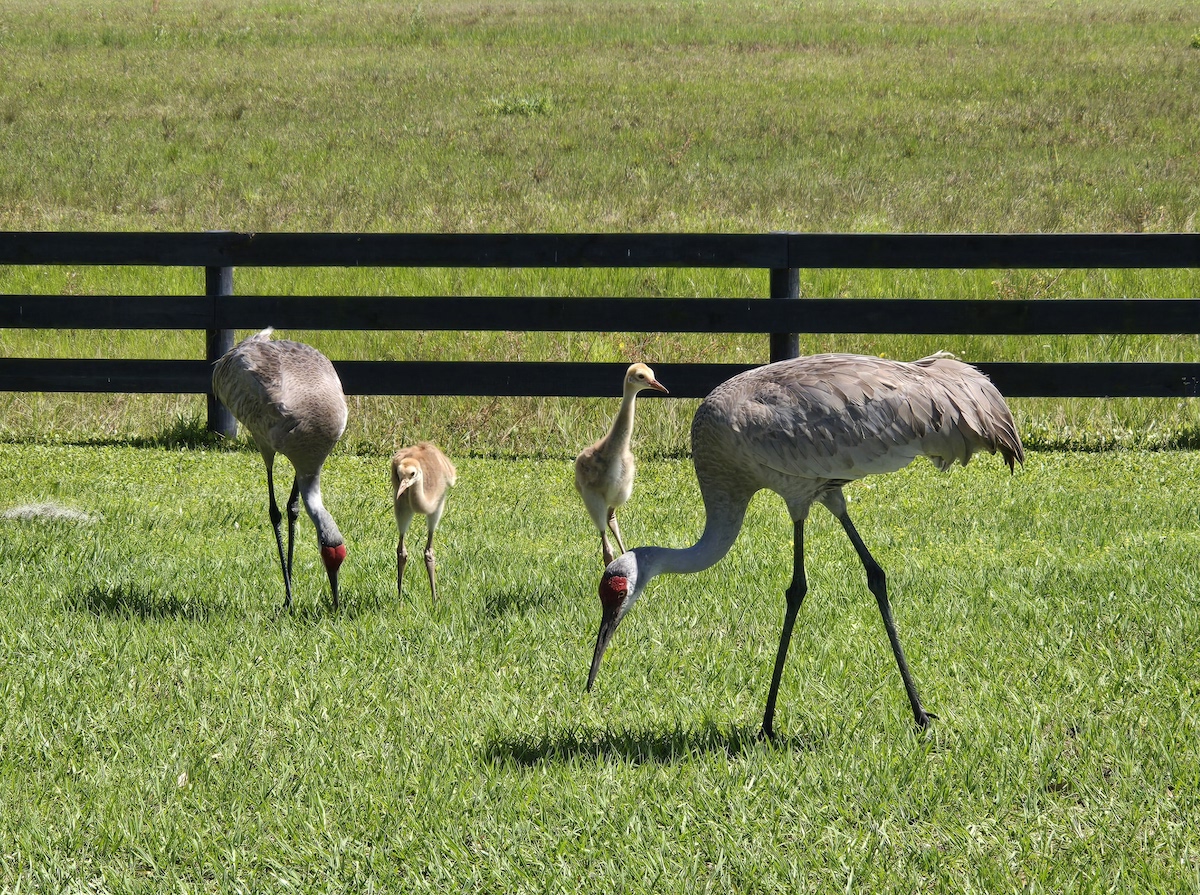 Sandhill crane family on Hogeye Pathway