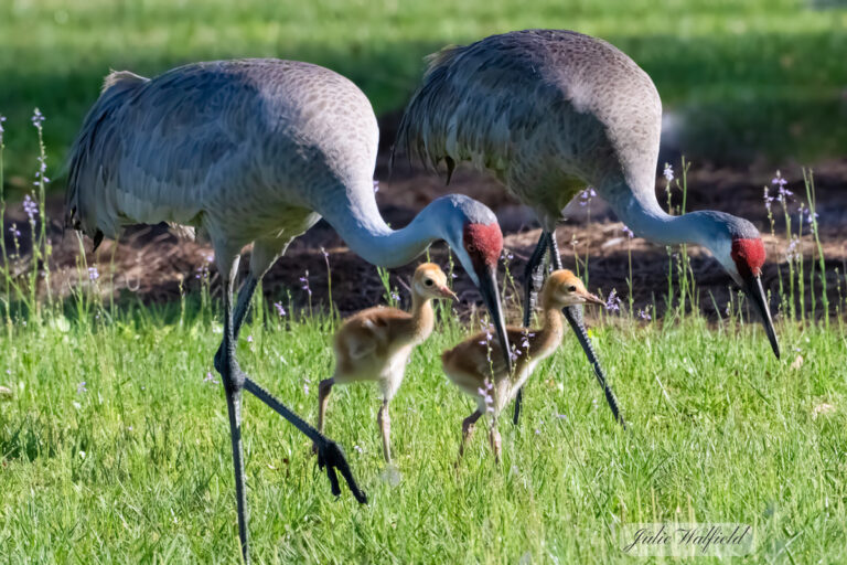 Sandhill crane family out for stroll at Hogeye Pathway