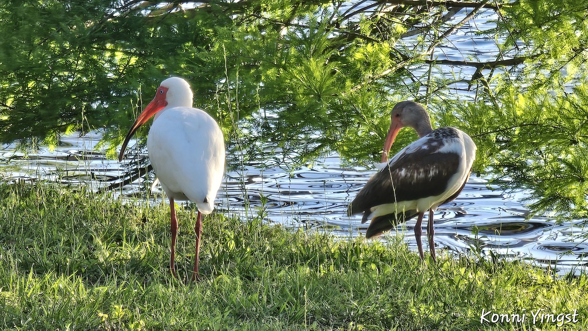 Watchful ibises in The Villages