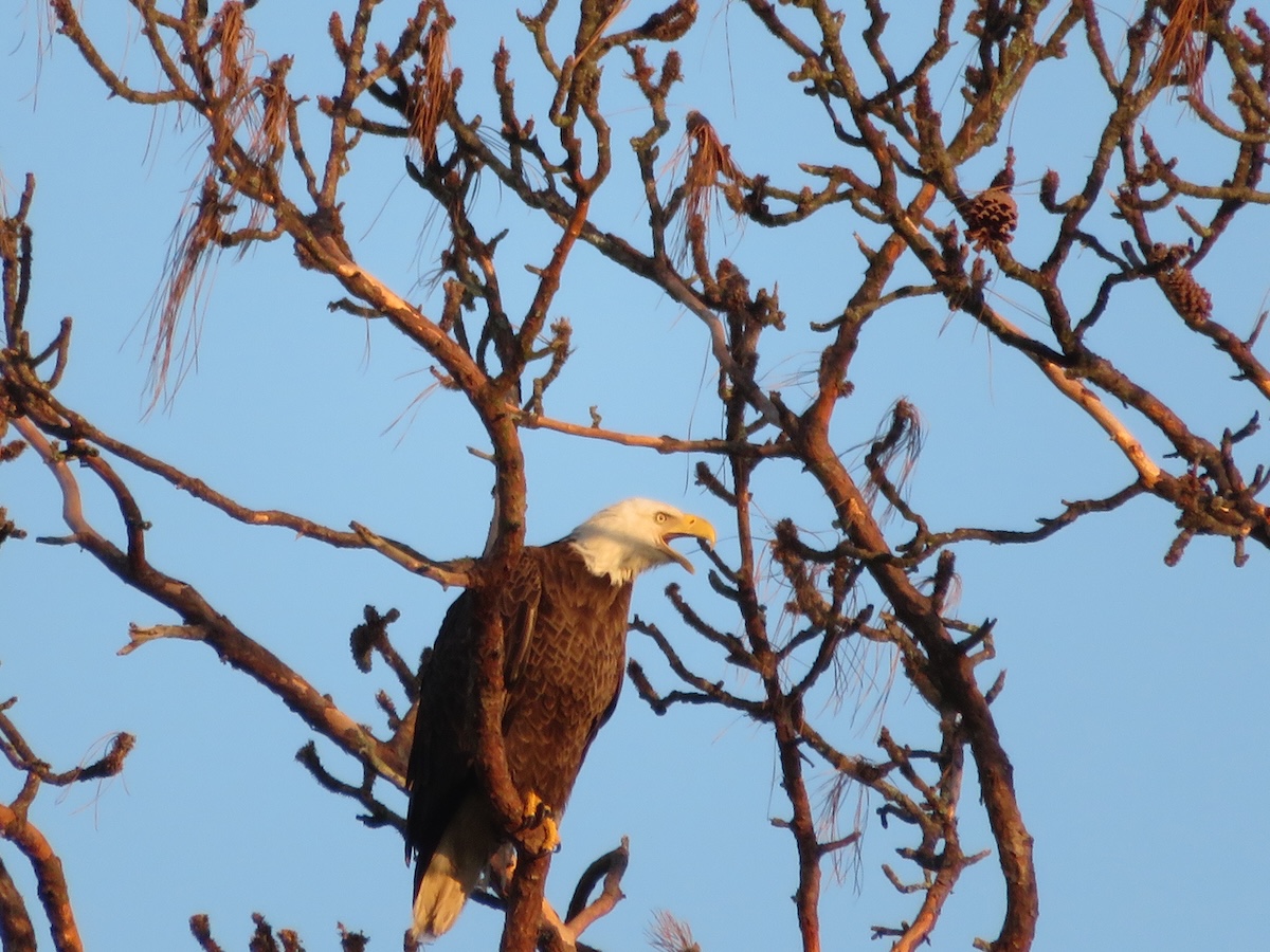 Bald eagle overlooking the Village of Pine Ridge