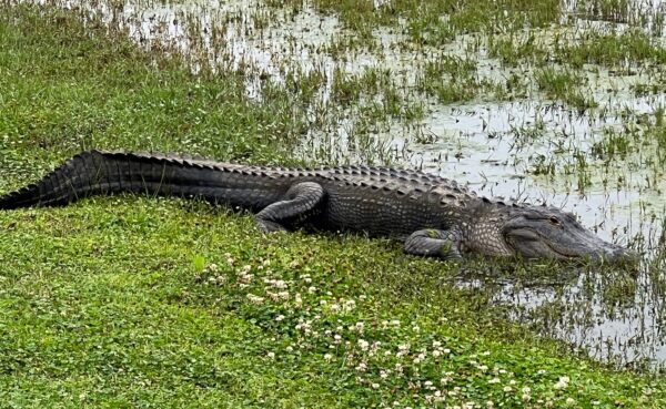 Clare Horan shared this photo of an alligator at golf course in The Villages