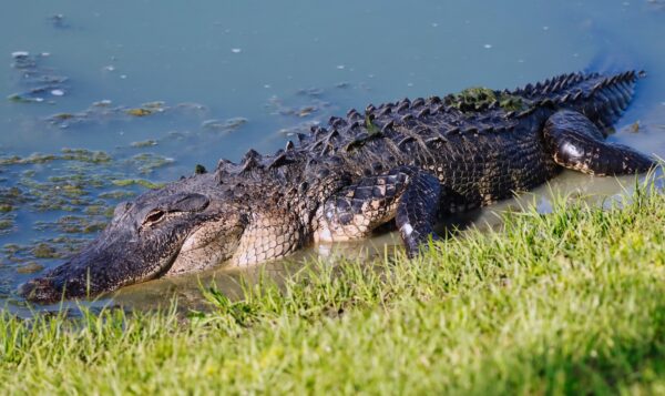 Craig Henry shared this terrific photograph of an alligator enjoying a lazy day