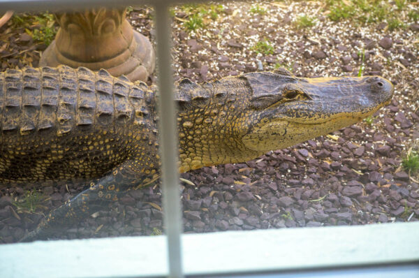 David Guerra spotted this alligator from his home office window