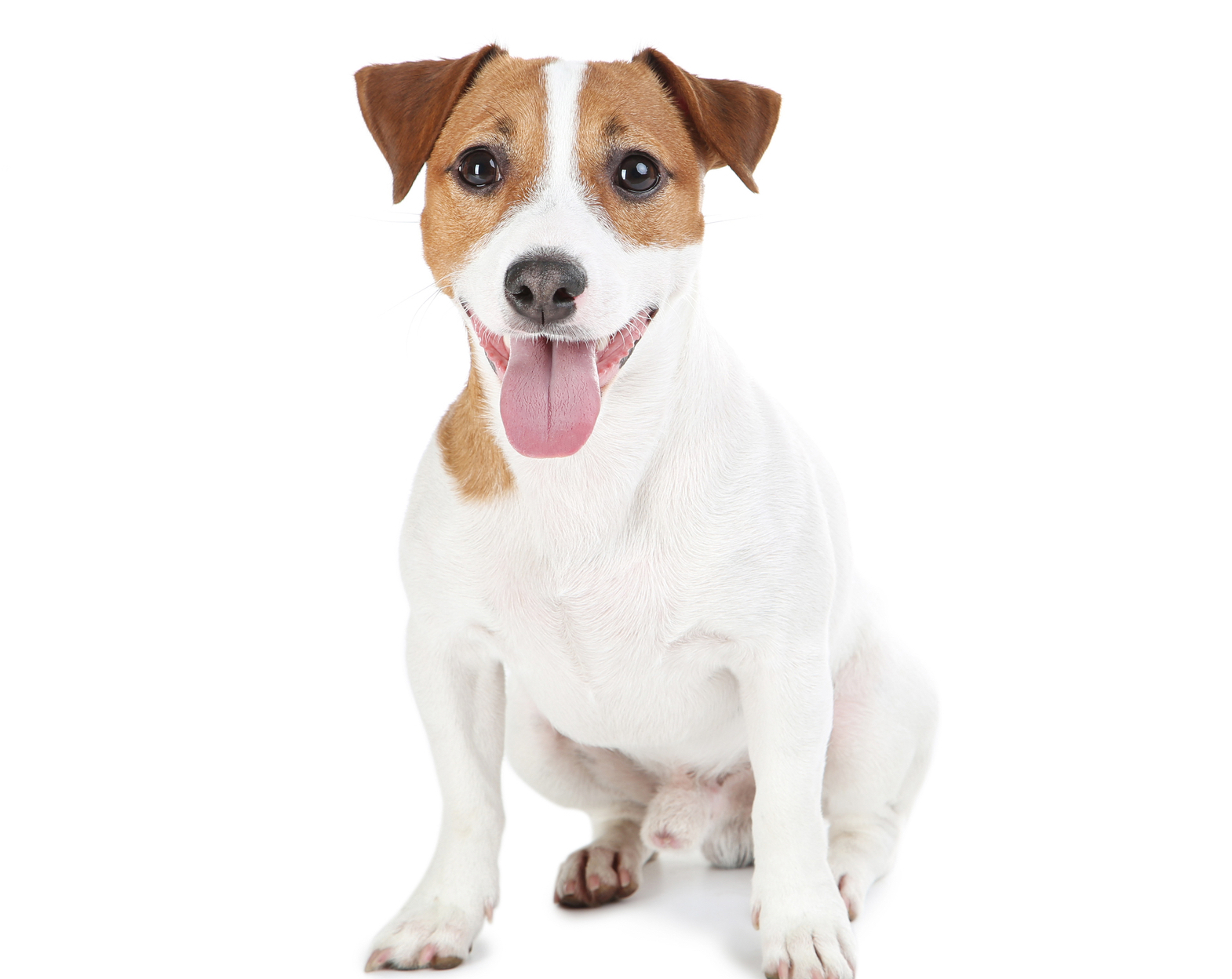 Beautiful Jack Russell Terrier dog isolated on white background
