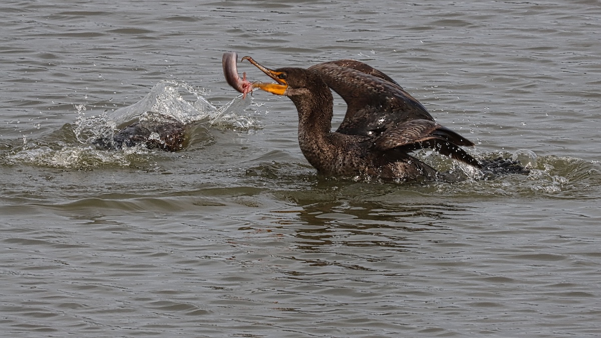 Double-crested cormorant catching lunch at Hogeye Pathway