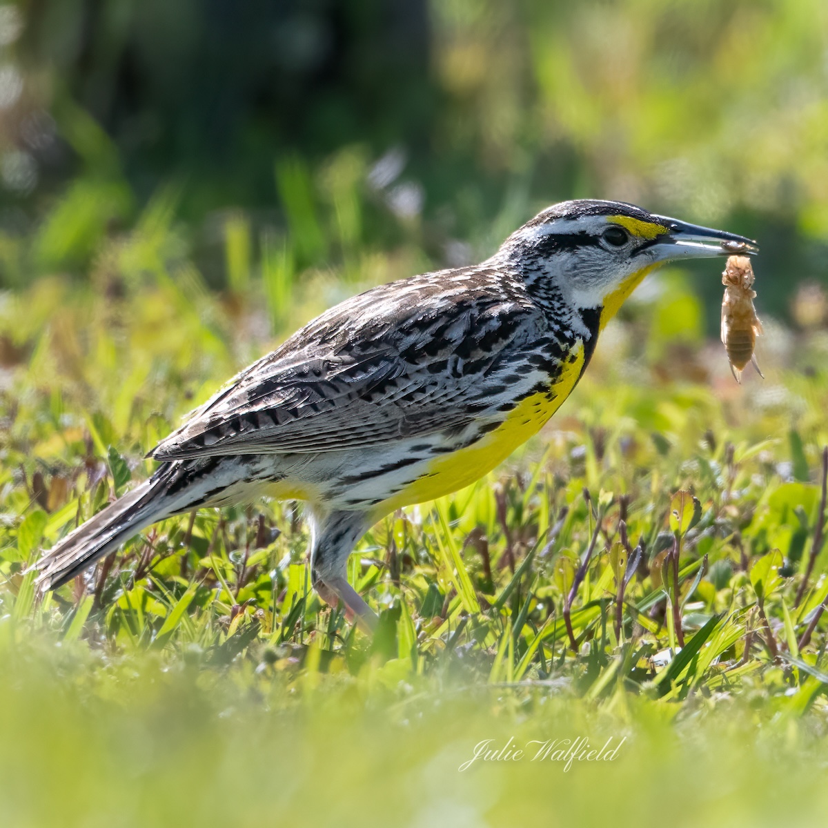 Eastern meadowlark hunting at Hogeye Pathway in The Villages