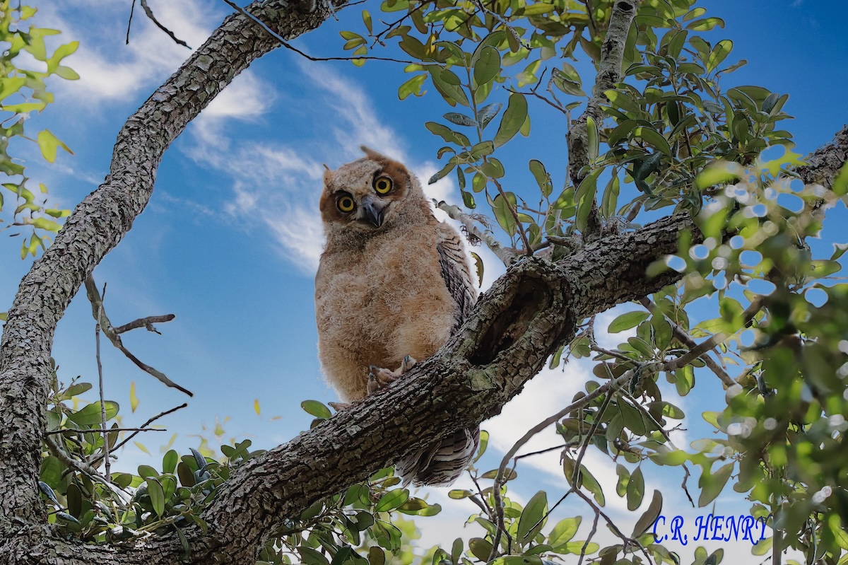 Great horned owlet giving quizzical look at Briarwood Executive Golf Course