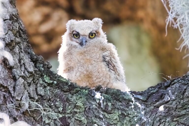 Great horned owlet perched in treetop lookout at Briarwood Executive Golf Course