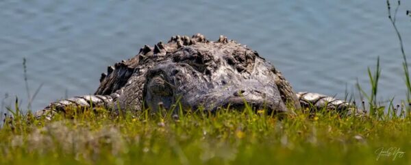 Jane Young shared this photo of an alligator at a golf course in The Villages.