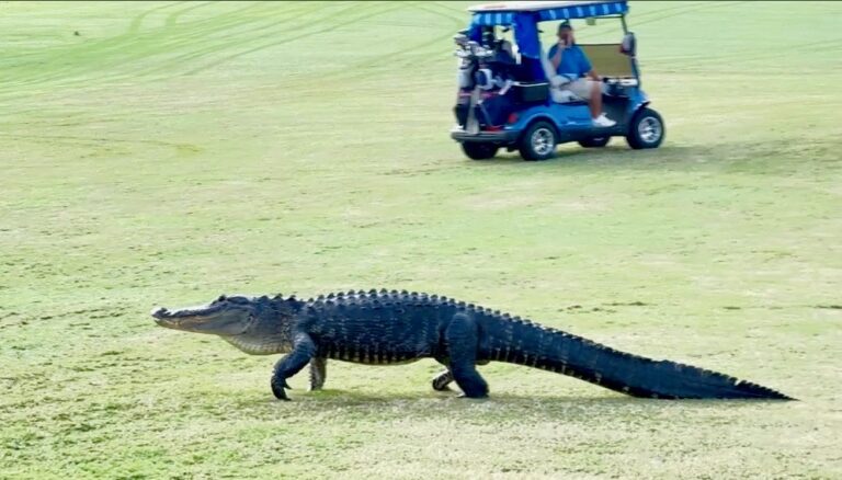Mark Mendelsohn captured this video of an alligator taking a stroll at a golf course in The Villages.