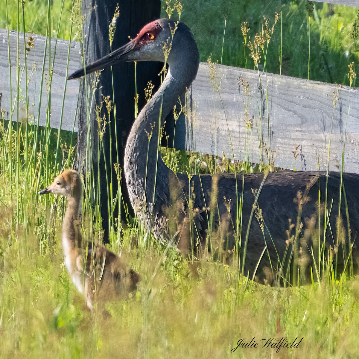 Mother sandhill crane keeping watch on Hogeye Pathway