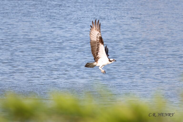 Osprey on the hunt at Riverbend Recreation Center in The Villages