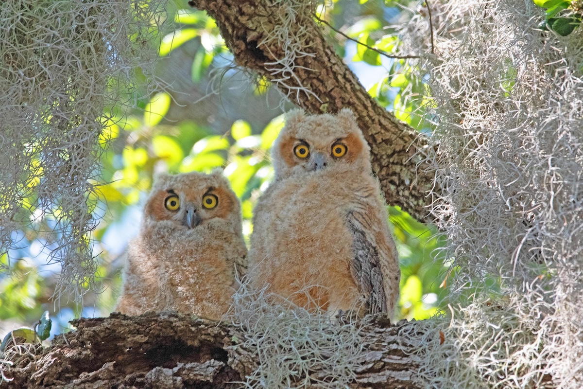 Pair of great horned owlets posing at Briarwood Executive Golf Course