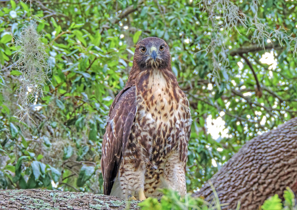 Red-tailed hawk perched in tree in The Villages Red-tailed hawk perched in tree in The Villages