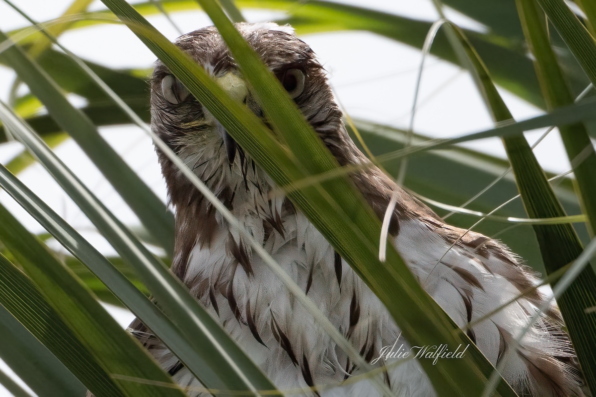 Red-tailed hawk taking shelter in the Village of Charlotte
