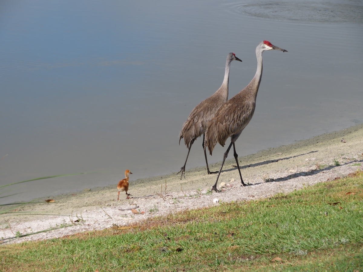 Sandhill crane family in the Village of Pine Ridge