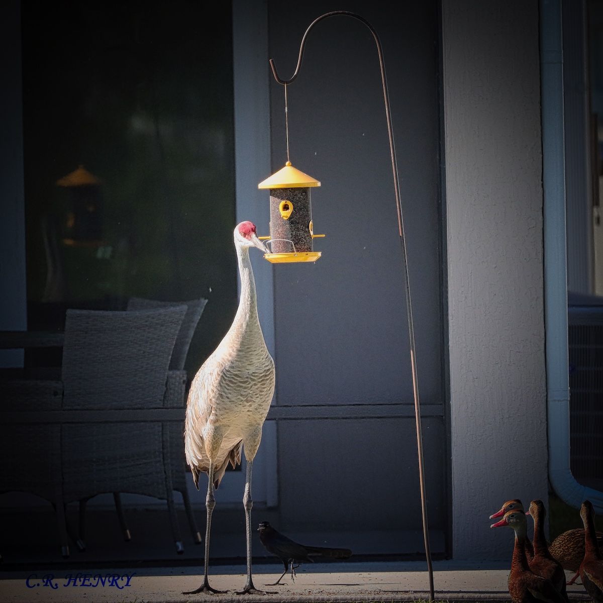 Sandhill crane raids bird feeder in The Villages