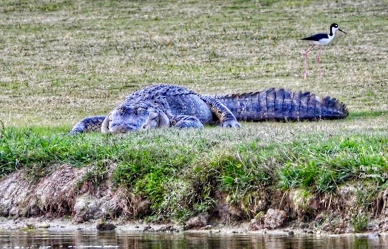 This big boy alligator was photographed by Ellenmarie Flatley Village of Lake Deaton.