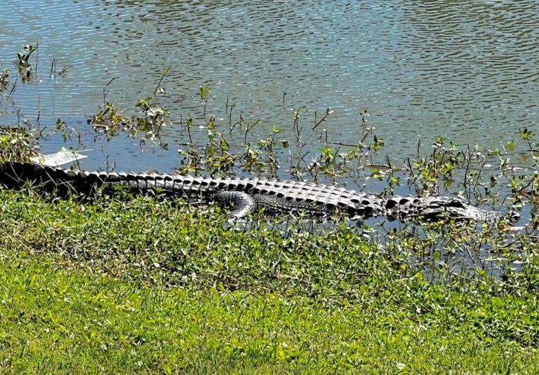 This alligator was spotted in a pond at Turtle Mound Executive Golf Course
